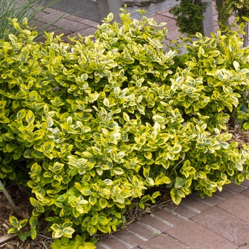 Euonymus fortunei 'Emerald n' Gold' (013926)
