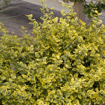 Euonymus fortunei 'Emerald n' Gold' (013927)