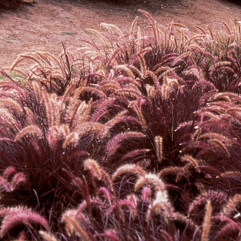 Pennisetum setaceum Graceful Grasses® 'Red Riding Hood' (013947)