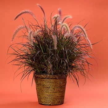 Pennisetum setaceum Graceful Grasses® 'Rubrum' (013952)