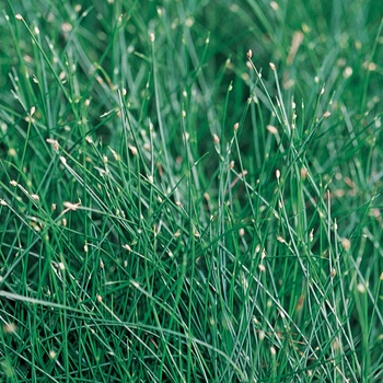 Scirpus cernuus Graceful Grasses® 'Fiber Optic Grass' (014029)