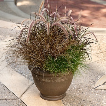Scirpus cernuus Graceful Grasses® 'Fiber Optic Grass' (014032)