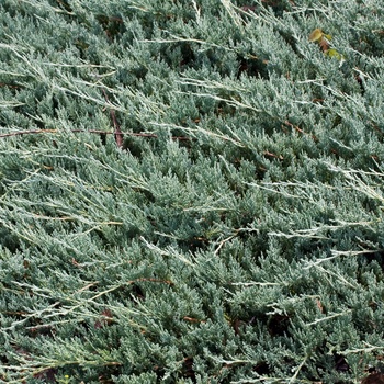 Juniperus horizontalis 'Bar Harbor' (014254)