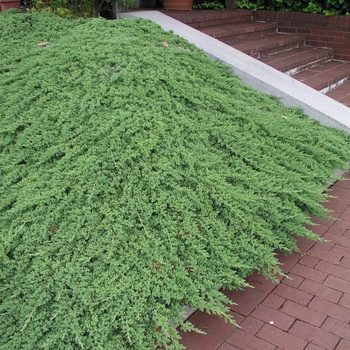 Juniperus procumbens 'Nana' (014261)