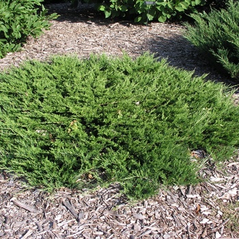 Juniperus sabina 'Buffalo' (014563)