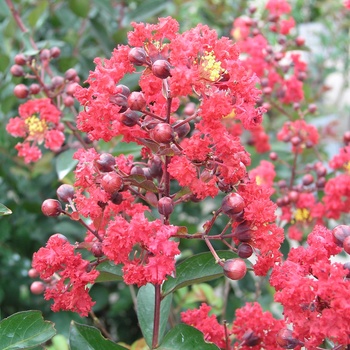 Lagerstroemia indica 'Red Rocket®' (014574)