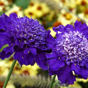 Scabiosa columbaria 'Vivid Violet' (014724)