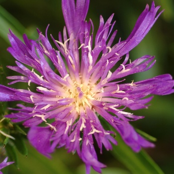 Stokesia laevis 'Purple Pixie' (014751)