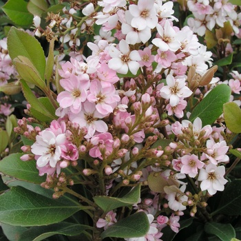 Rhaphiolepis indica 'Pink Lady' (014797)