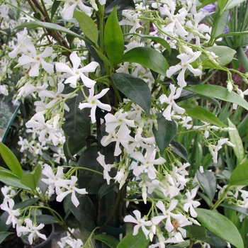 Trachelospermum jasminoides '' (014841)