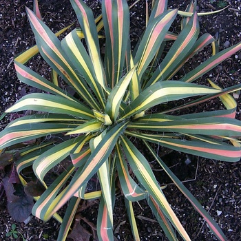 Yucca filamentosa 'Color Guard' (014862)