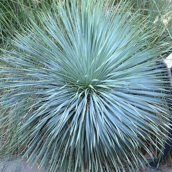 Yucca rostrata 'Sapphire Skies' (014870)