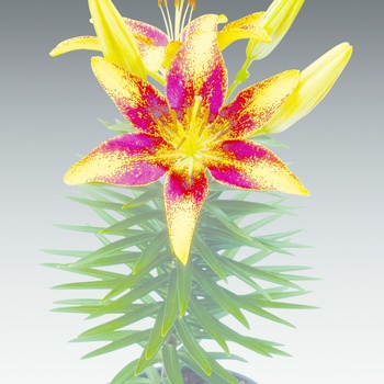 Lilium asiaticum Lily Looks 'Tiny Sensation' (014895)