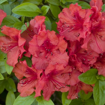 Rhododendron Girard hybrid 'Hotshot' (014938)