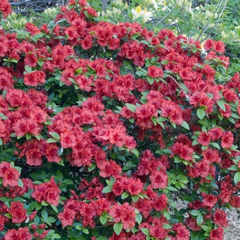 Rhododendron Girard hybrid 'Hotshot' (014940)