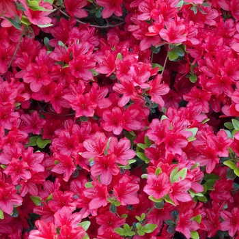 Rhododendron Kurume Hybrid 'Hino-Crimson' (014947)