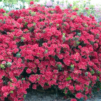 Rhododendron Kurume Hybrid 'Hino-Crimson' (014948)