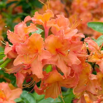 Rhododendron Northern Lights hybrid 'Mandarin Lights' (014978)