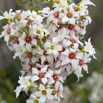 Xanthoceras sorbifolium '' (015412)