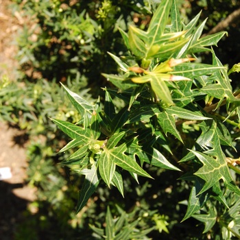 Osmanthus heterophyllus (ilicifolius) 'Sasaba' (015447)