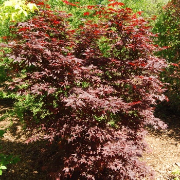 Acer palmatum 'Hefner's Red' (015457)