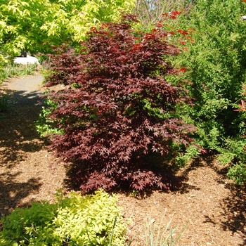 Acer palmatum 'Hefner's Red' (015482)