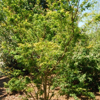 Acer palmatum 'Beni Hagoromo' (015505)