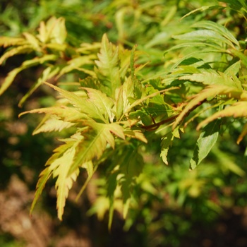 Acer palmatum 'Beni Hagoromo' (015506)