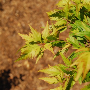 Acer palmatum 'Beni Hagoromo' (015508)