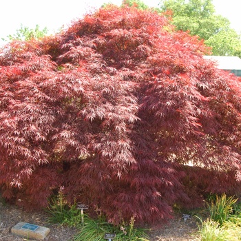 Acer palmatum var. dissectum 'Red Filigree Lace' (015541)