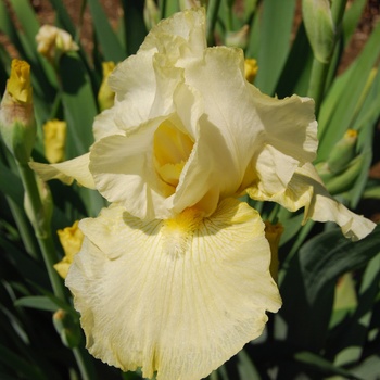 Iris germanica 'Again and Again' (015544)