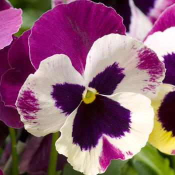 Viola x wittrockiana Spring Matrix™ 'Rose Wing' (015593)