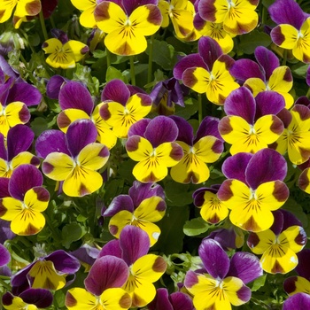Viola cornuta Sorbet® 'Sunny Royale' (015611)