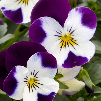 Viola cornuta Skippy 'White Violet Wing' (015652)
