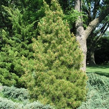 Pinus bungeana '' (015901)