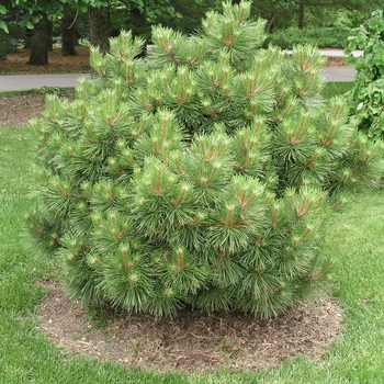 Pinus nigra 'Hornbrookiana' (015940)