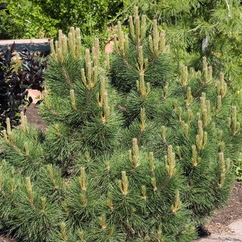 Pinus nigra 'Hornbrookiana' (015942)