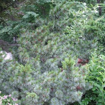 Pinus parviflora 'Bergman' (015943)