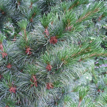 Pinus parviflora 'Bergman' (015944)