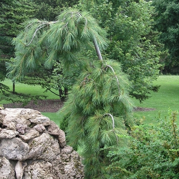 Pinus strobus 'Pendula' (015954)