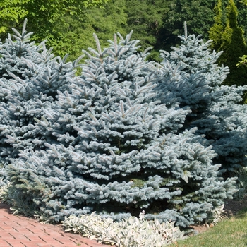 Picea pungens 'Montgomery' (015960)