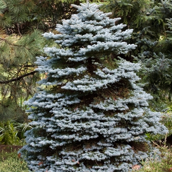 Picea pungens 'Montgomery' (015961)