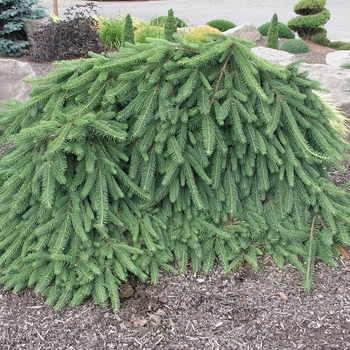 Picea abies 'Pendula' (015968)