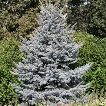 Picea pungens 'Fat Albert' (016028)