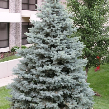 Picea pungens var. glauca '' (016032)