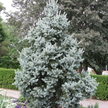 Picea pungens 'Iseli Fastigiate' (016042)