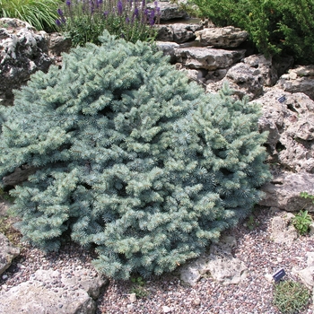 Picea pungens 'St. Mary's Broom' (016044)