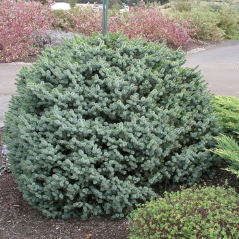 Picea sitchensis 'Papoose' (016046)