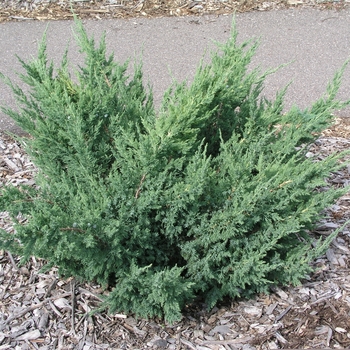 Juniperus chinensis 'Maney' (016059)