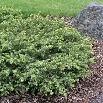 Juniperus communis depressa 'Blueberry Delight®' (016062)